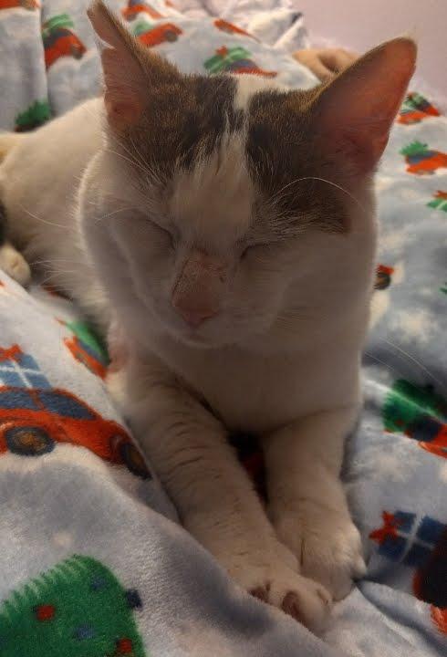 Enlarge Marble, a Adoptable Domestic Short Hair in Portland, OR image 1/6