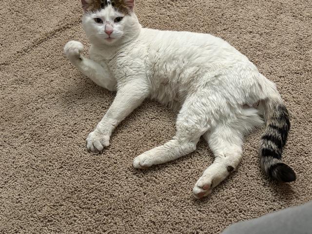Enlarge Marble, a Adoptable Domestic Short Hair in Portland, OR image 2/6