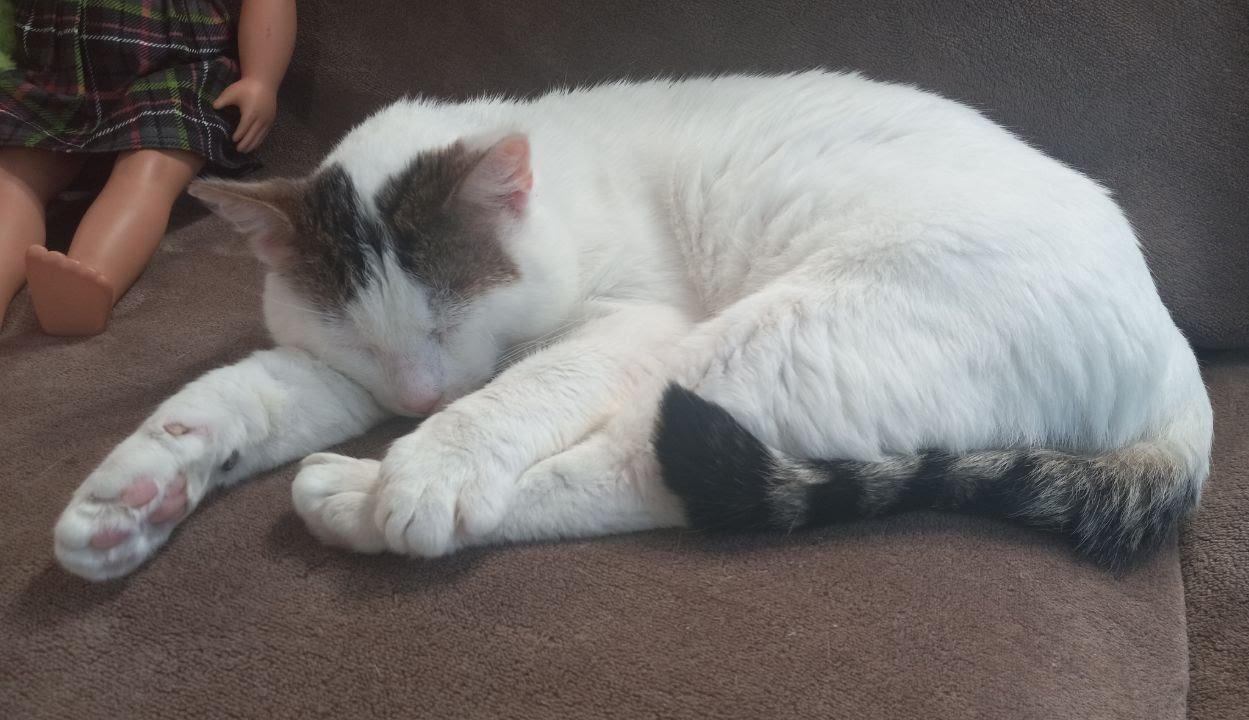 Enlarge Marble, a Adoptable Domestic Short Hair in Portland, OR image 3/6