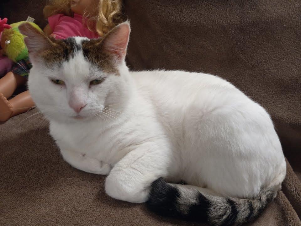 Enlarge Marble, a Adoptable Domestic Short Hair in Portland, OR image 4/6