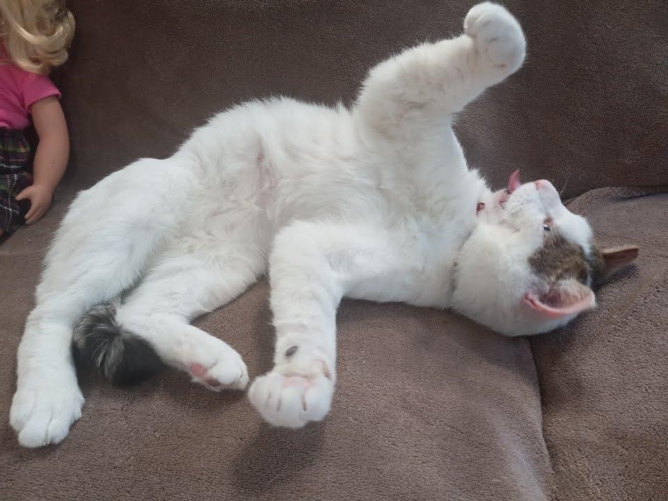 Enlarge Marble, a Adoptable Domestic Short Hair in Portland, OR image 5/6