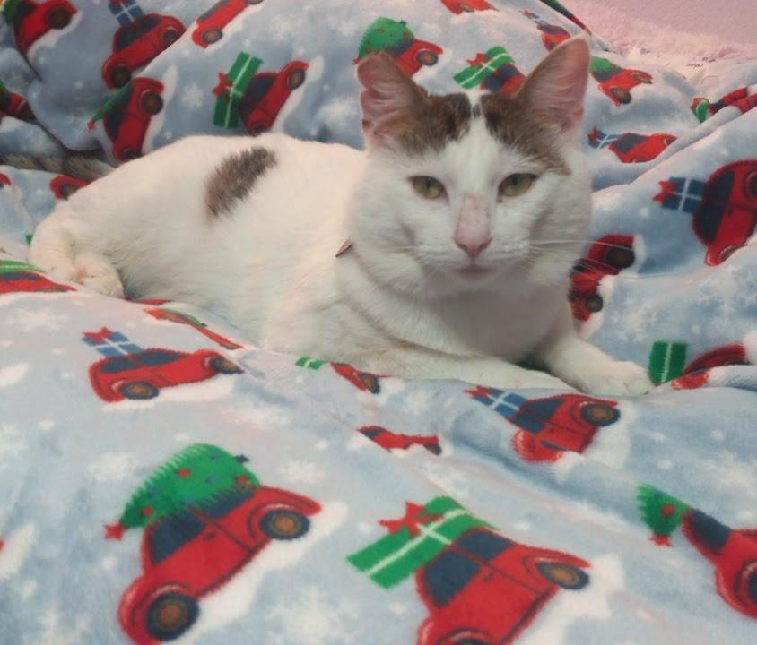Enlarge Marble, a Adoptable Domestic Short Hair in Portland, OR image 6/6