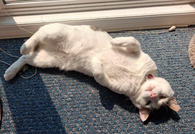 Enlarge Marble, a Adoptable Domestic Short Hair in Portland, OR image 6/6