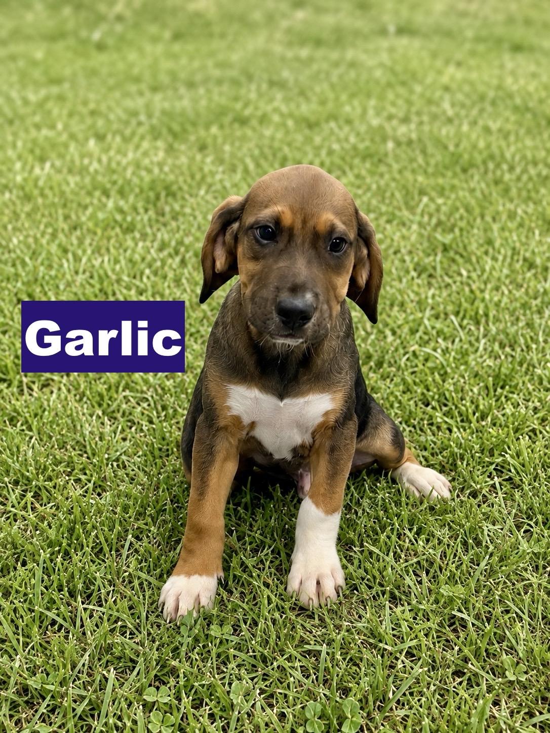 Enlarge Garlic, a Adoptable mixed breed in Paramus, NJ image 1/1