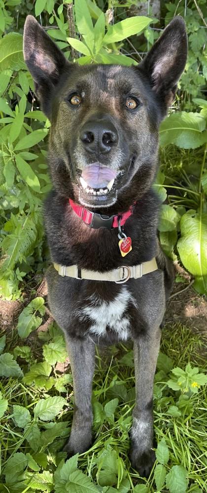 Duke, a Adoptable mixed breed in Stanwood, WA image 3/3