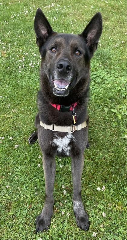 Duke, a Adoptable mixed breed in Stanwood, WA image 2/3