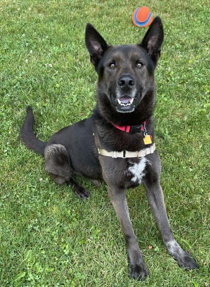 Duke, Adoptable, Adult Male German Shepherd Dog & Husky.