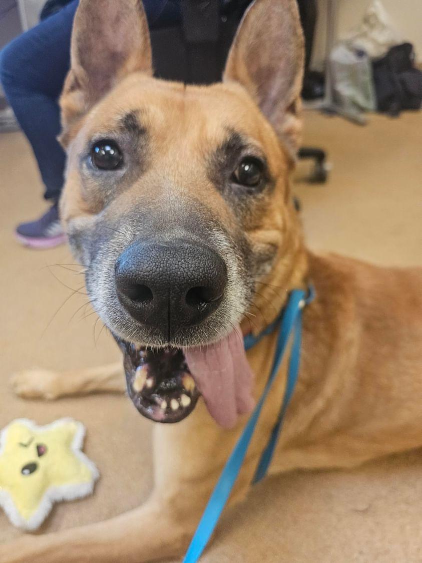 Enlarge Salinas, a Adoptable mixed breed in Roseville, CA image 5/6