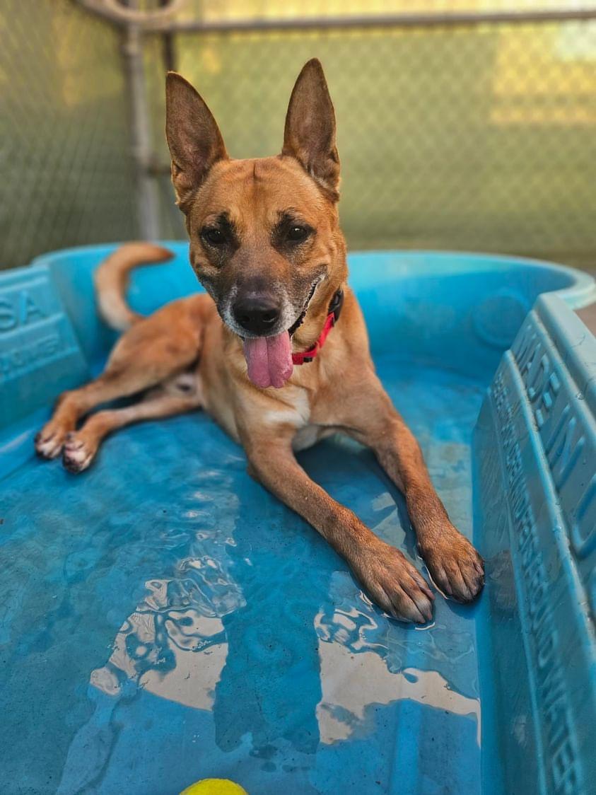 Enlarge Salinas, a Adoptable mixed breed in Roseville, CA image 2/6