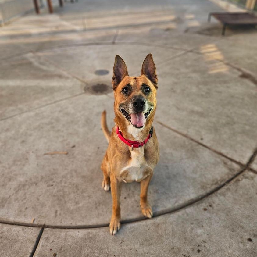 Enlarge Salinas, a Adoptable mixed breed in Roseville, CA image 1/6