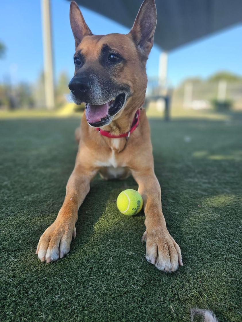 Enlarge Salinas, a Adoptable mixed breed in Roseville, CA image 6/6
