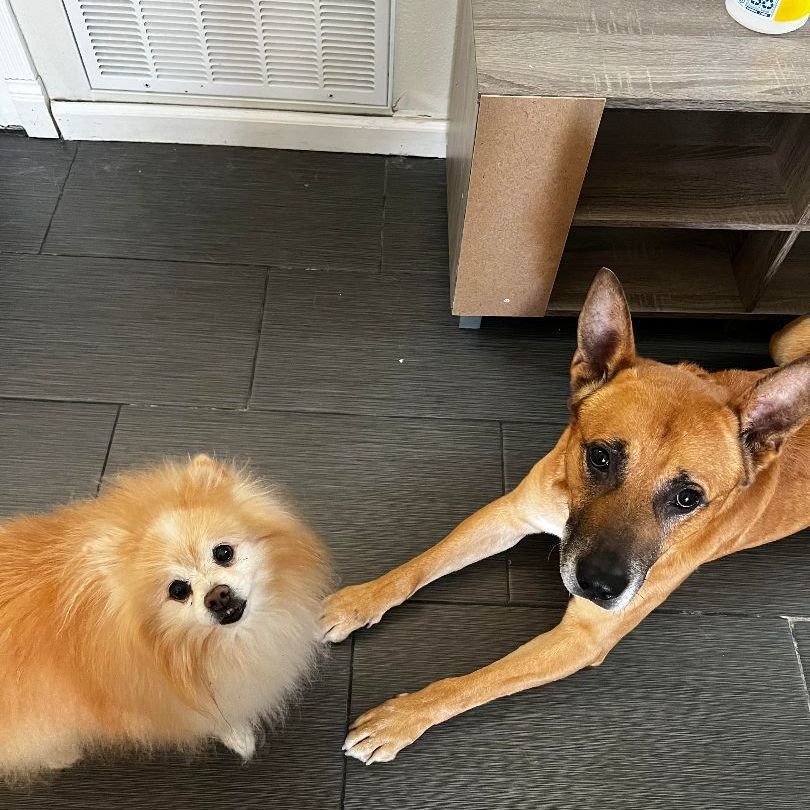 Enlarge Salinas, a Adoptable mixed breed in Roseville, CA image 4/6