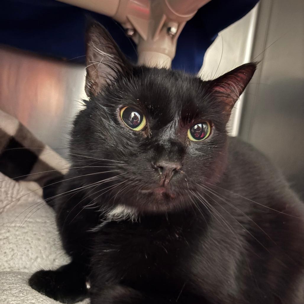 Rolo, Adoptable, Adult Male Domestic Short Hair.