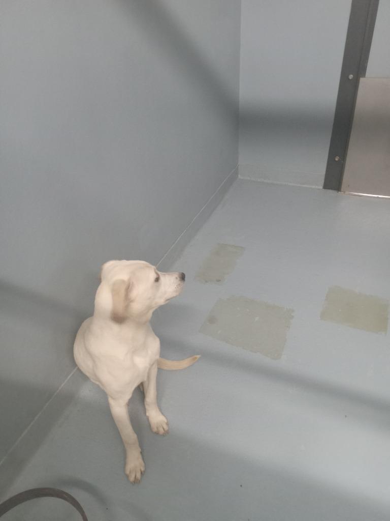 Enlarge Princess, a Adoptable mixed breed in Cartersville , GA image 1/1