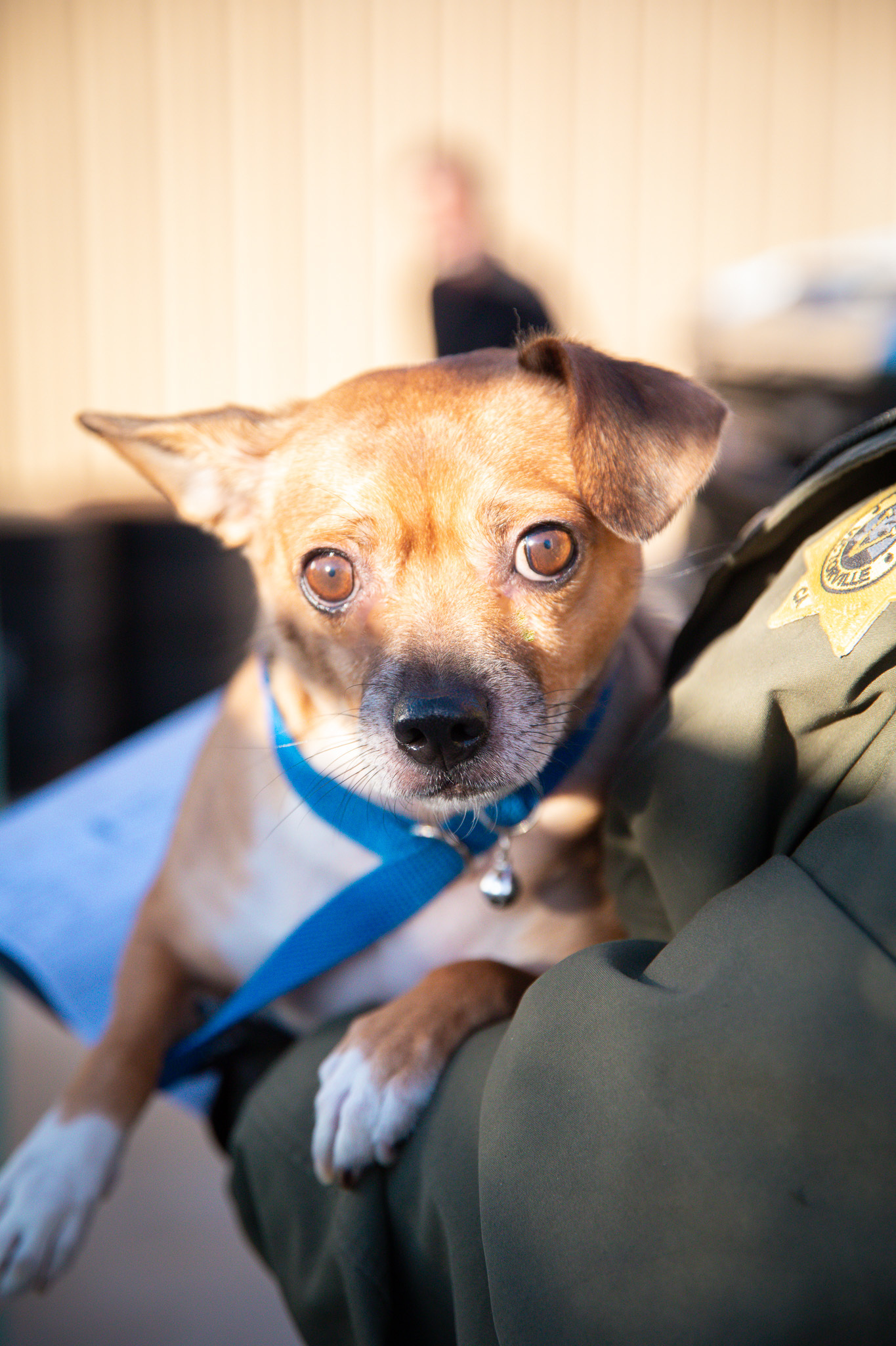 Enlarge Jojo (1447), a Adopted Chihuahua in Victorville, CA image 1/1