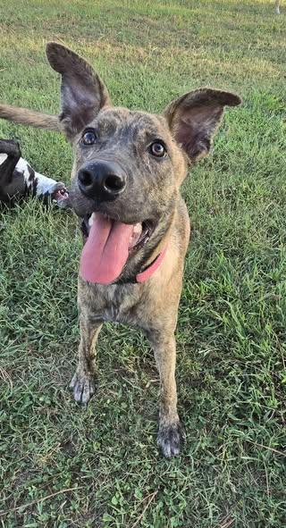 Enlarge Tesla, a Adoptable mixed breed in Okemah, OK image 1/6