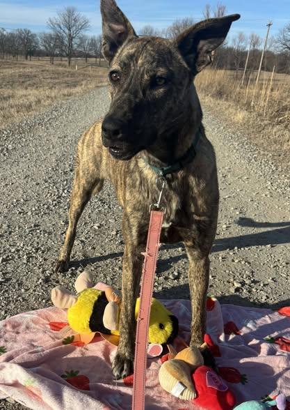 Enlarge Tesla, a Adoptable mixed breed in Okemah, OK image 1/6