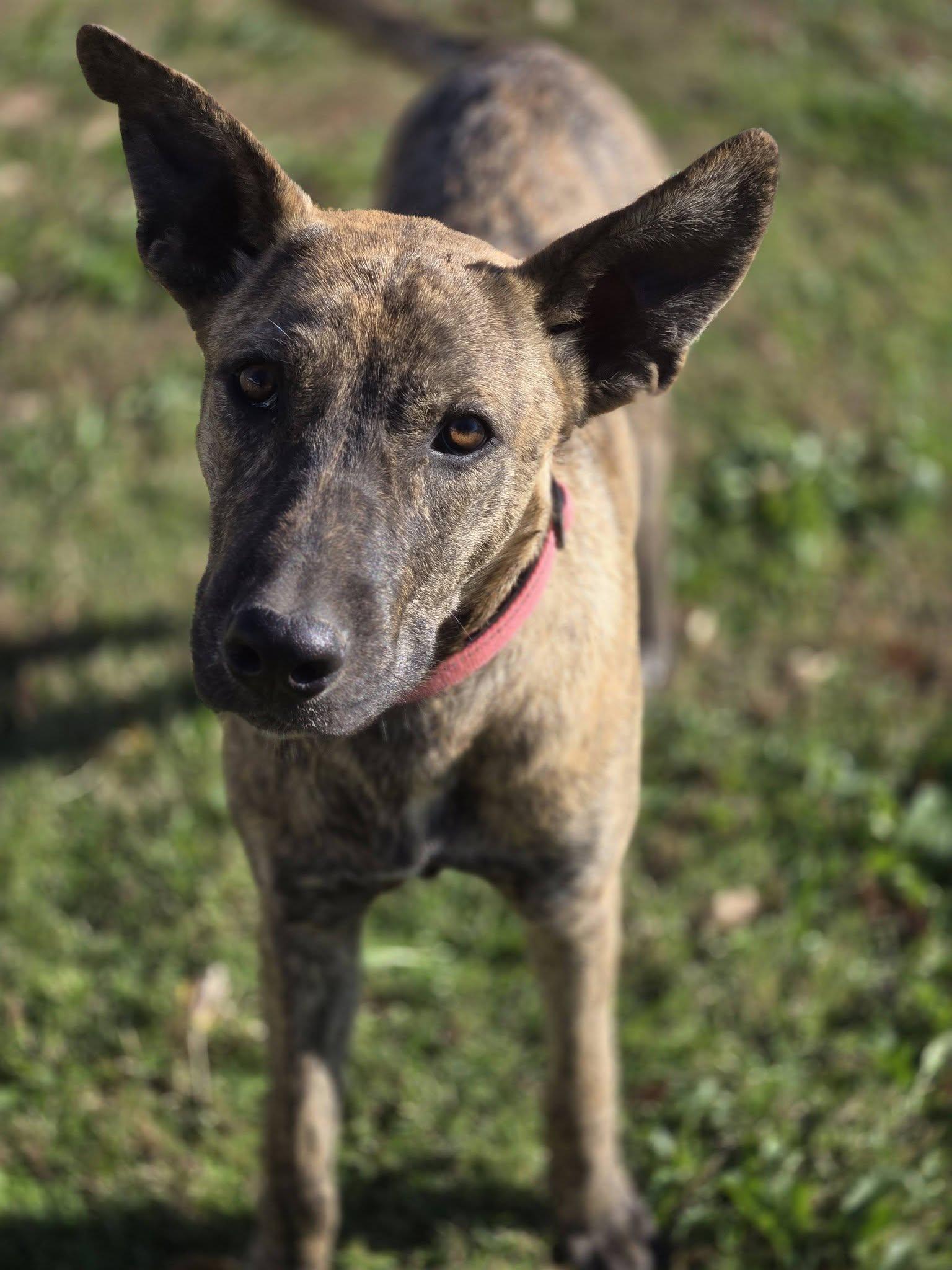 Enlarge Tesla, a Adoptable mixed breed in Okemah, OK image 2/6
