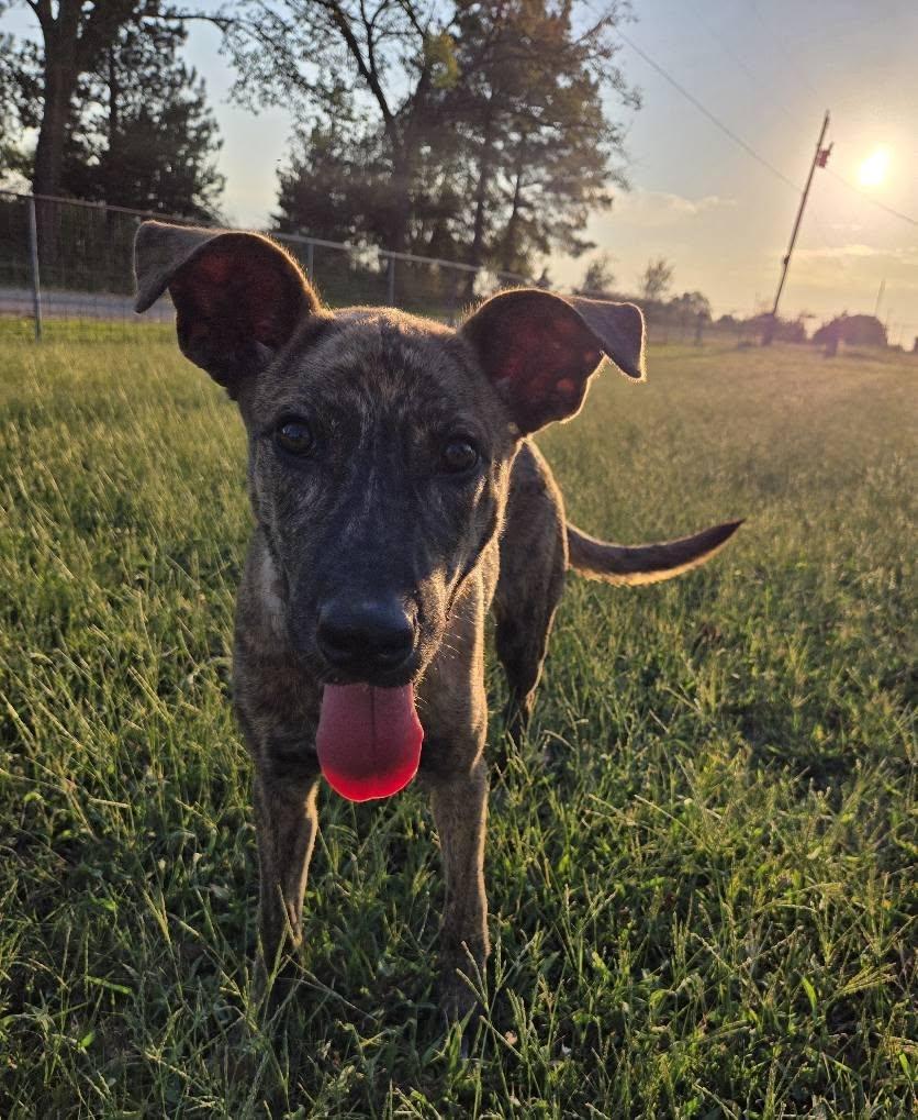 Enlarge Tesla, a Adoptable mixed breed in Okemah, OK image 3/6