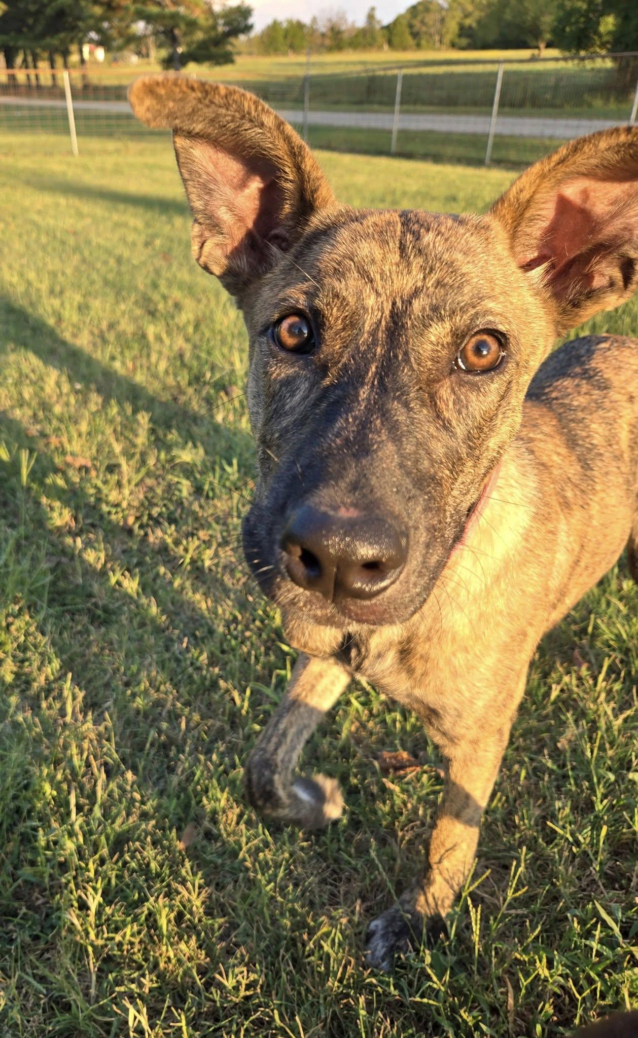 Enlarge Tesla, a Adoptable mixed breed in Okemah, OK image 4/6