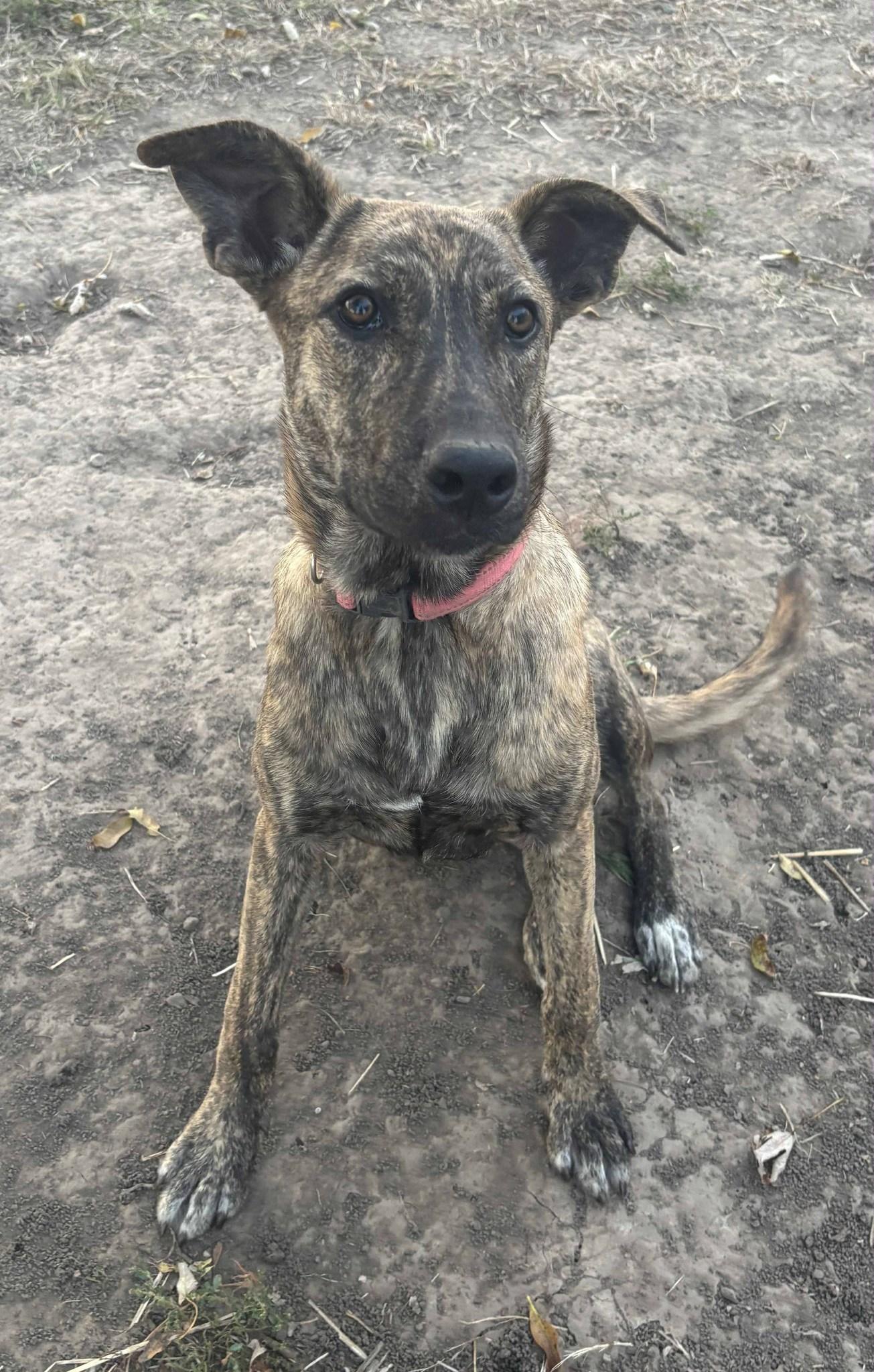 Enlarge Tesla, a Adoptable mixed breed in Okemah, OK image 5/6
