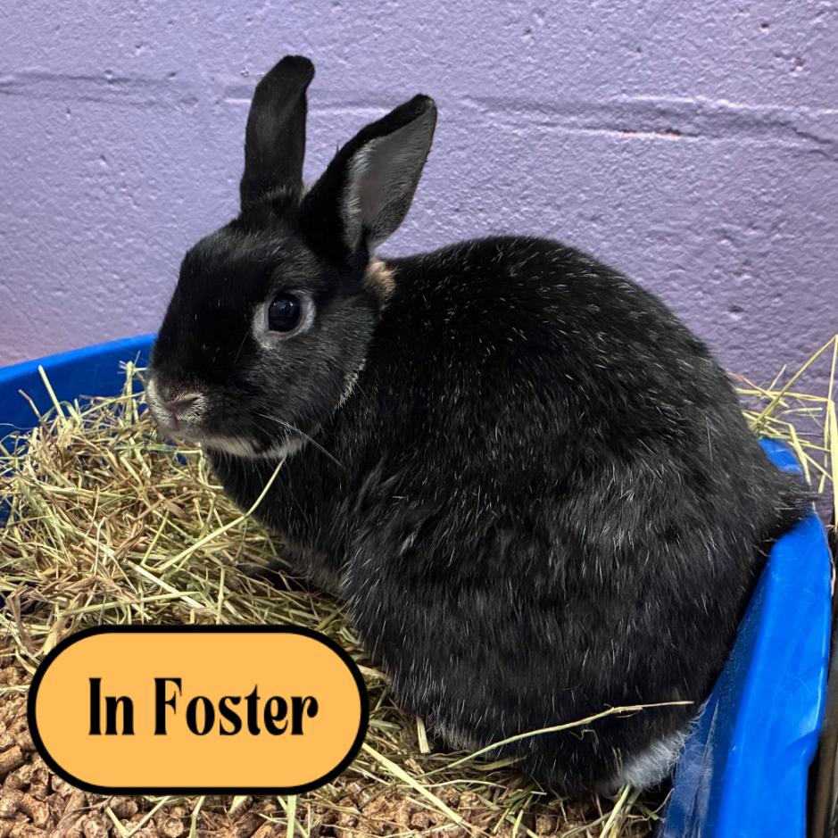 Billie, Adoptable, Adult Female Mini Rex & Bunny Rabbit.