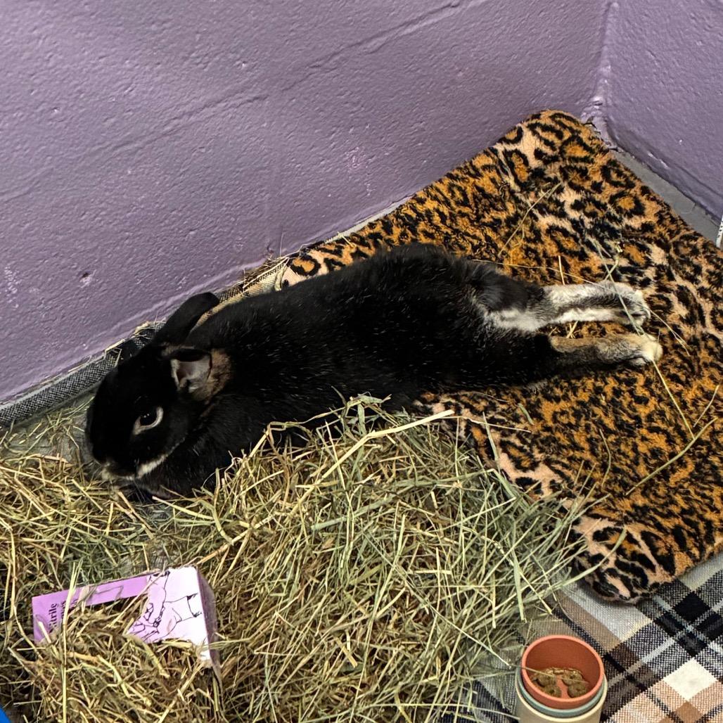 Billie, Adoptable, Adult Female Mini Rex & Bunny Rabbit.