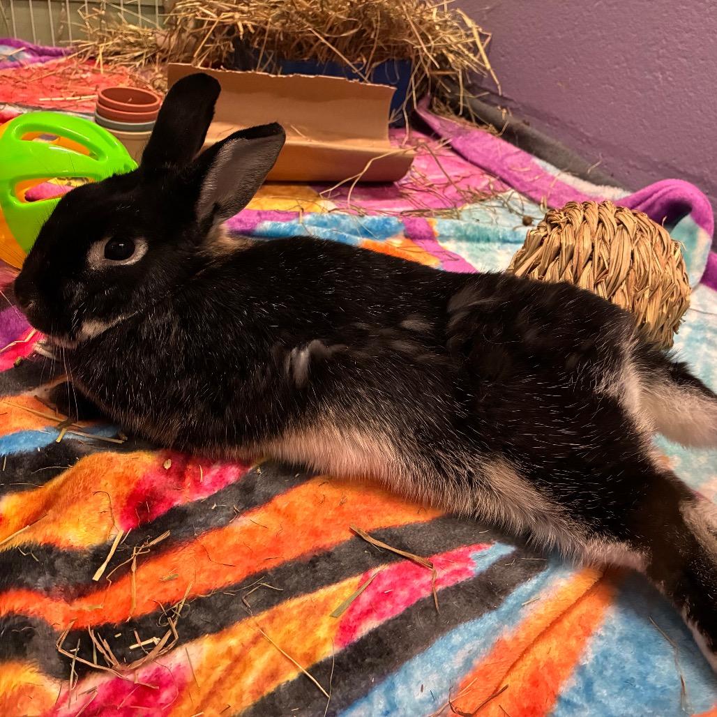 Billie, Adoptable, Adult Female Mini Rex & Bunny Rabbit.
