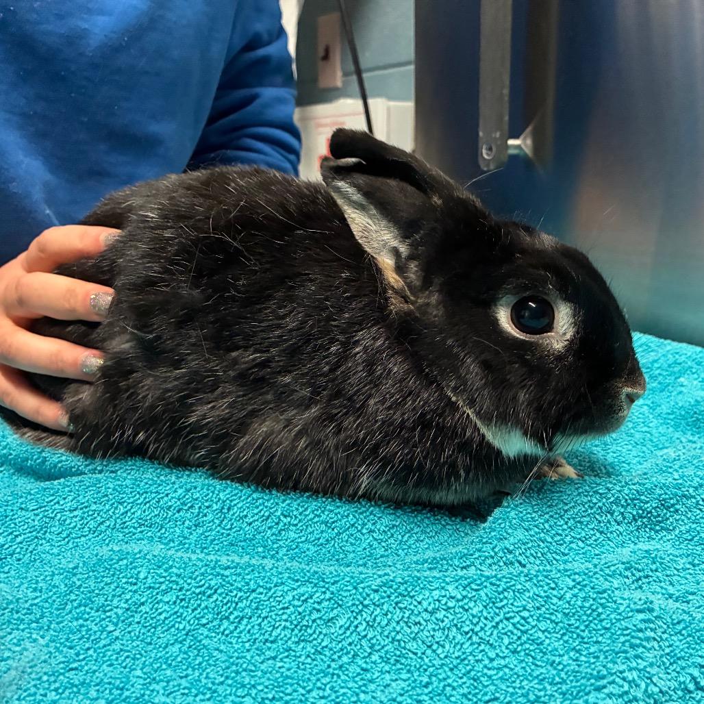 Enlarge Billie, a Adoptable mixed breed in Providence, RI image 2/6