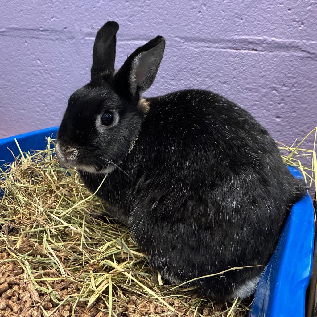 Enlarge Billie, a Adoptable mixed breed in Providence, RI image 3/6