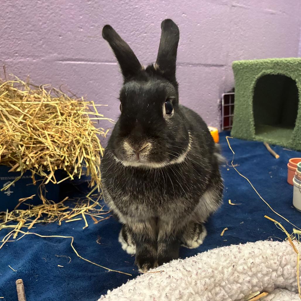 Enlarge Billie, a Adoptable mixed breed in Providence, RI image 4/6