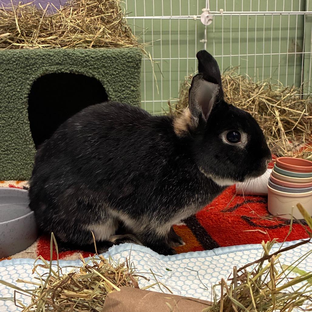 Enlarge Billie, a Adoptable mixed breed in Providence, RI image 5/6