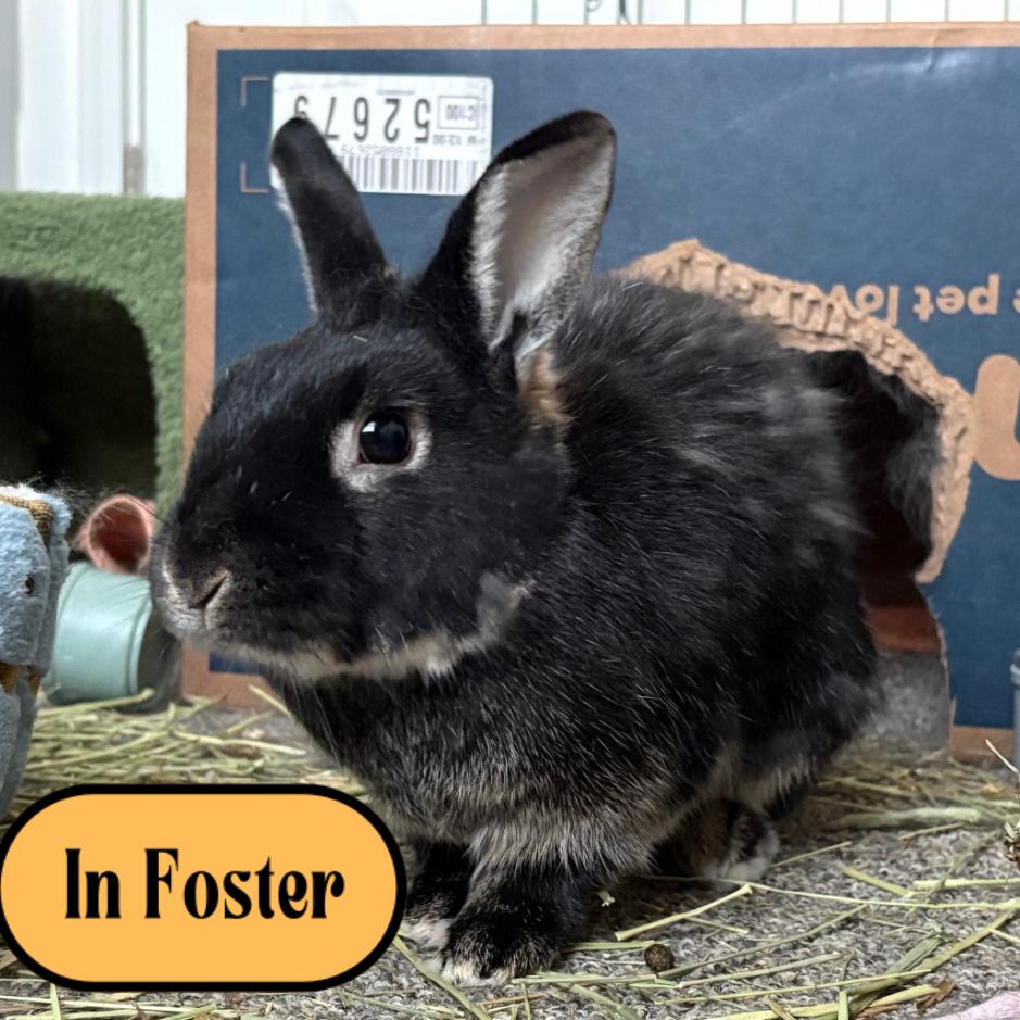 Enlarge Billie, a Adoptable mixed breed in Providence, RI image 6/6