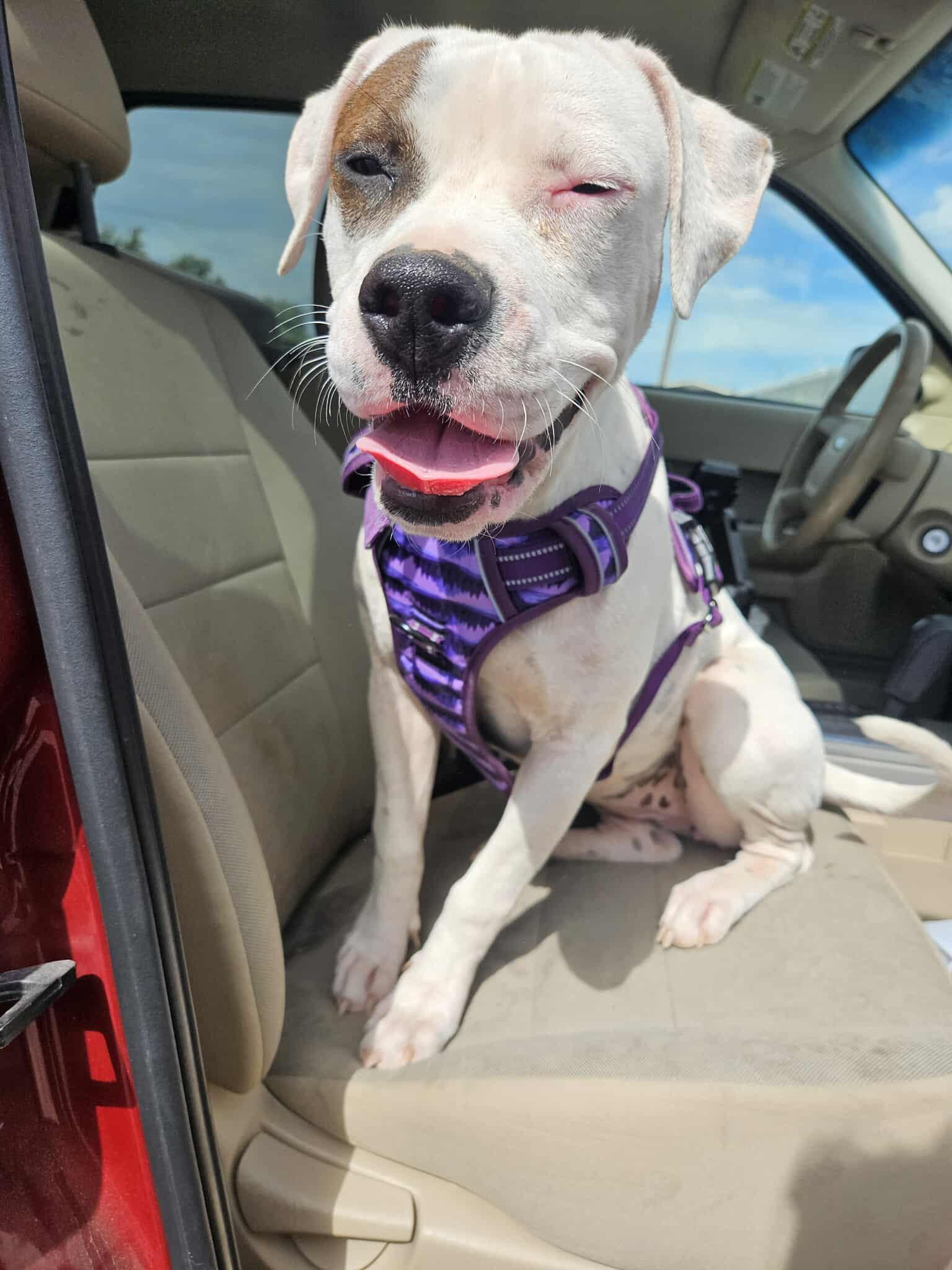 June, Adoptable, Young Female Pit Bull Terrier.