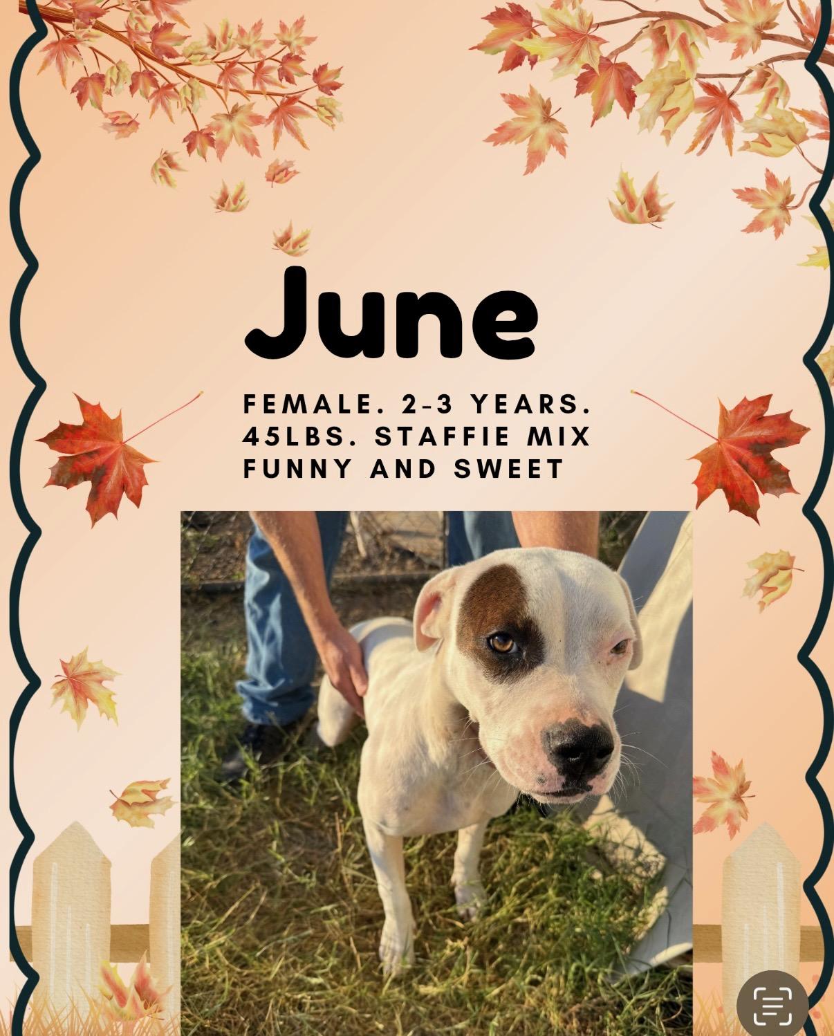 Enlarge June, a Adoptable Pit Bull Terrier in AMARILLO, TX image 2/2