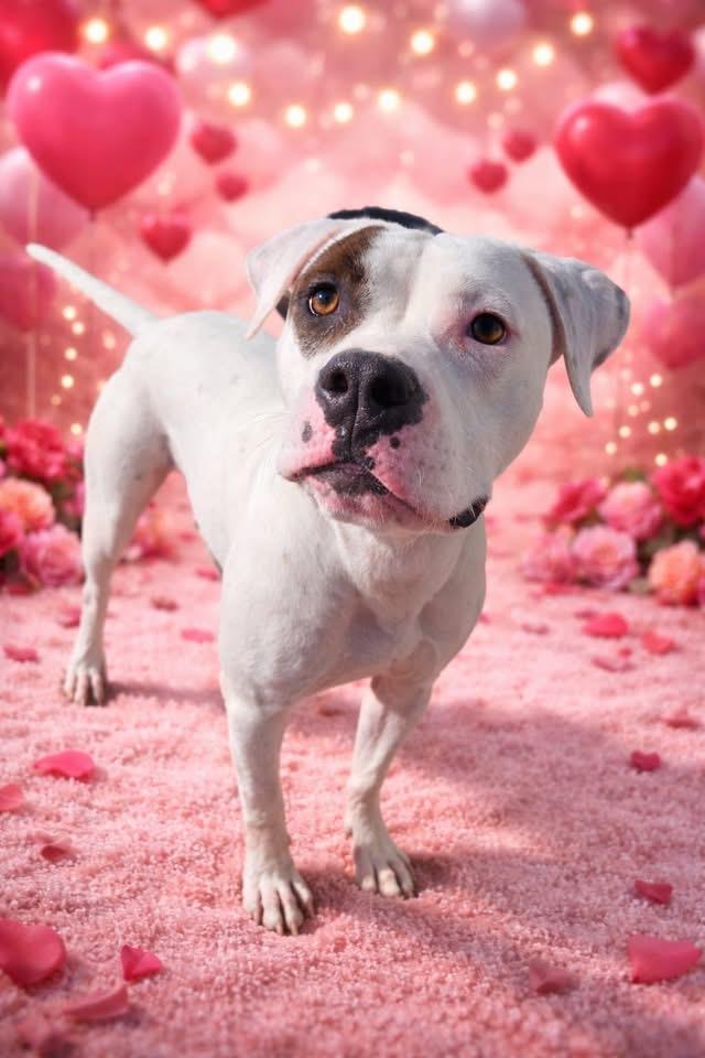 June, Adoptable, Young Female Pit Bull Terrier.