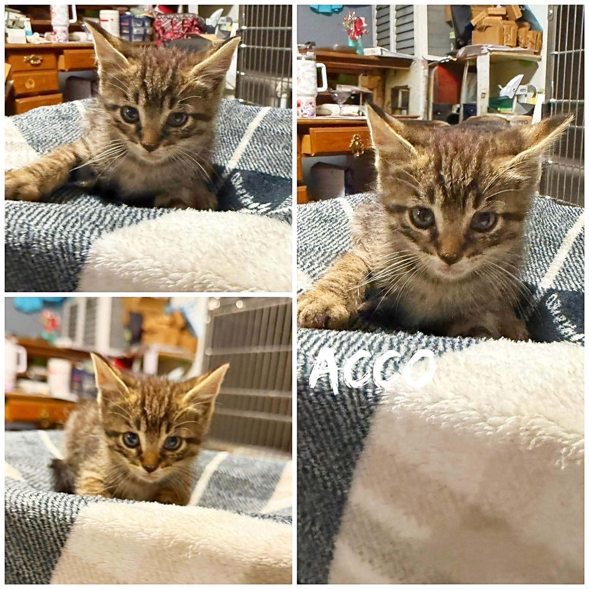 Enlarge Acco, a ADOPTABLE Domestic Short Hair in Saint James, MO image 1/1
