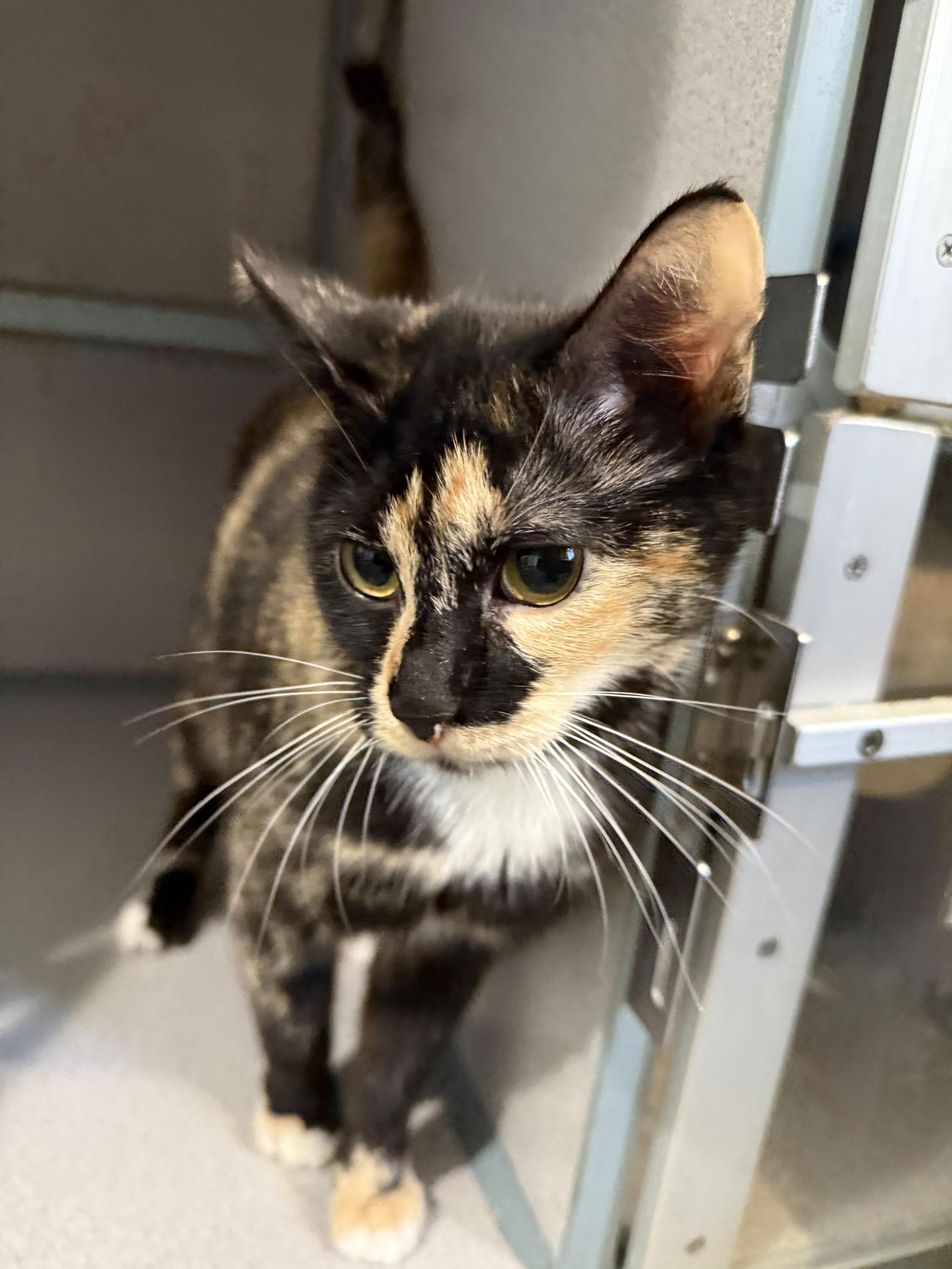 Enlarge Basil, a Adoptable Domestic Short Hair in Fort Collins, CO image 1/3