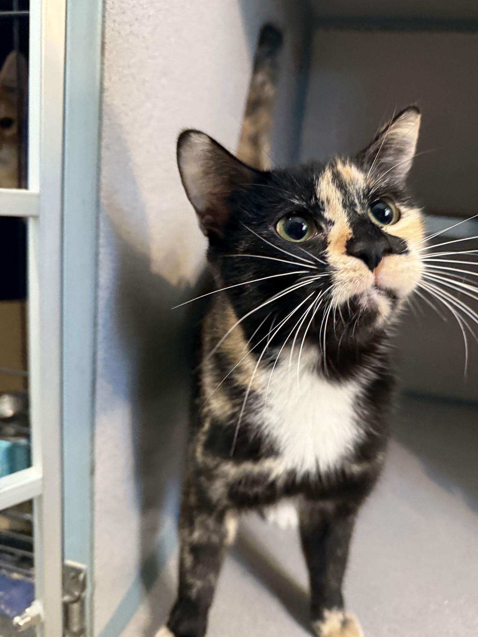 Enlarge Basil, a Adoptable Domestic Short Hair in Fort Collins, CO image 3/3