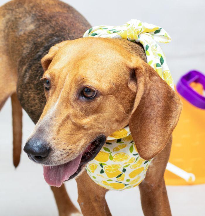 Bea, Adult Female Hound