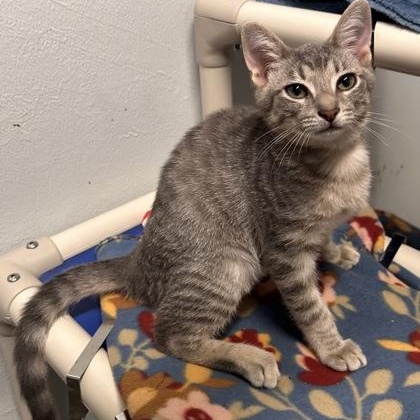 Enlarge Professor Plum, an adopted mixed breed in The Colony, TX image 5/6