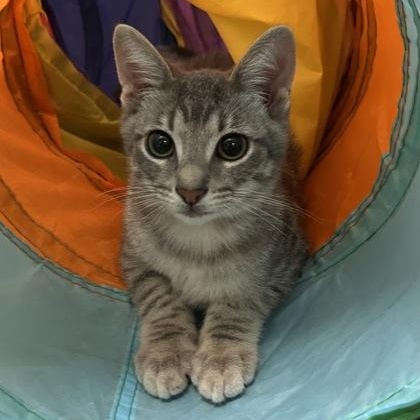 Enlarge Professor Plum, an adopted mixed breed in The Colony, TX image 6/6