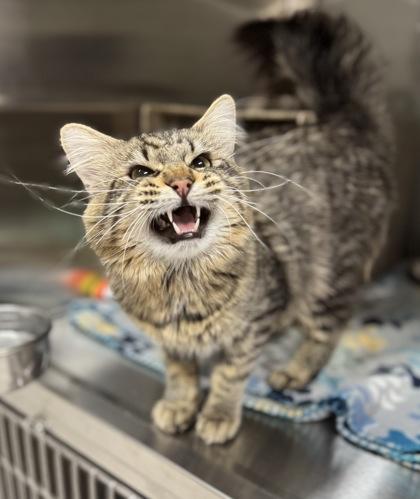 Enlarge Moose, a Adoptable mixed breed in Missoula, MT image 1/2