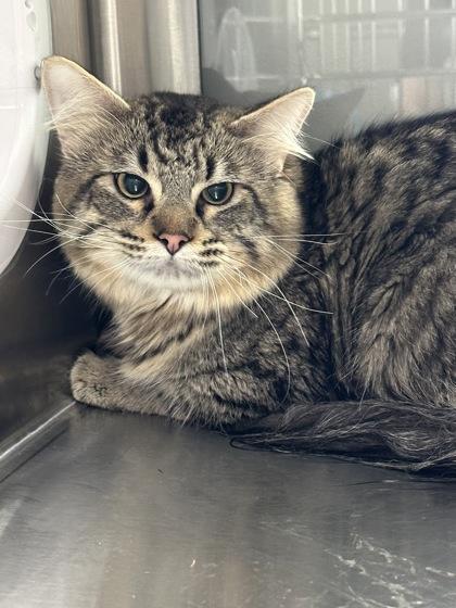 Enlarge Moose, a Adoptable mixed breed in Missoula, MT image 2/2