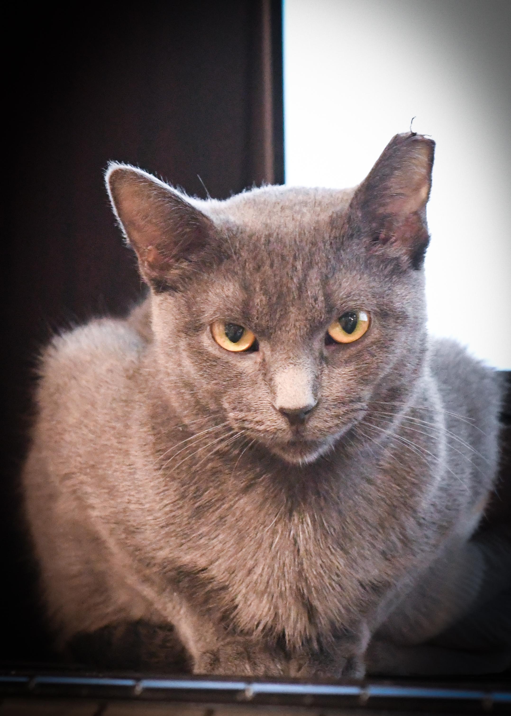 Enlarge Freya, a Adoptable Domestic Short Hair in Port Washington, WI image 2/6