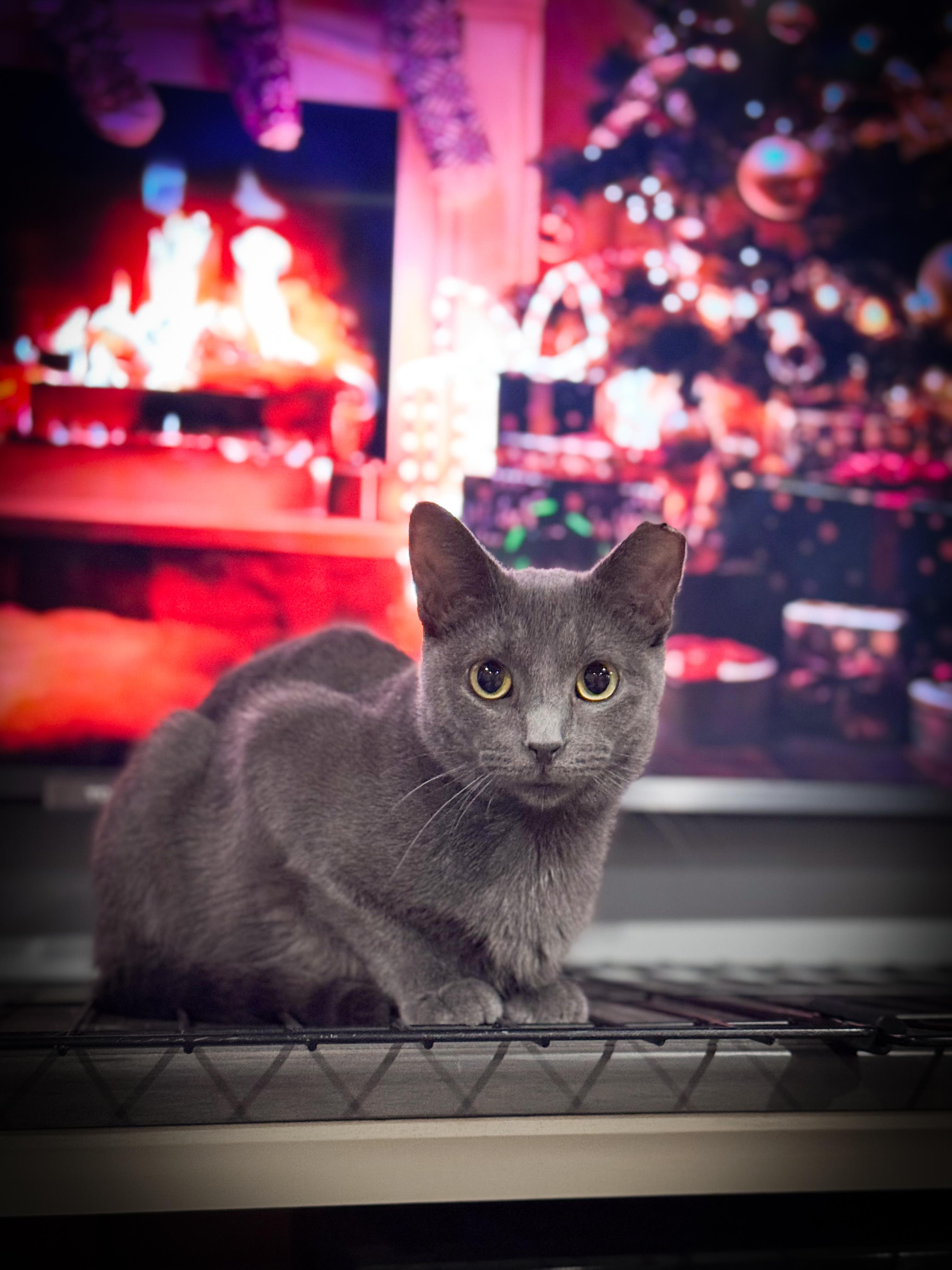 Freya, Adoptable, Adult Female Domestic Short Hair.