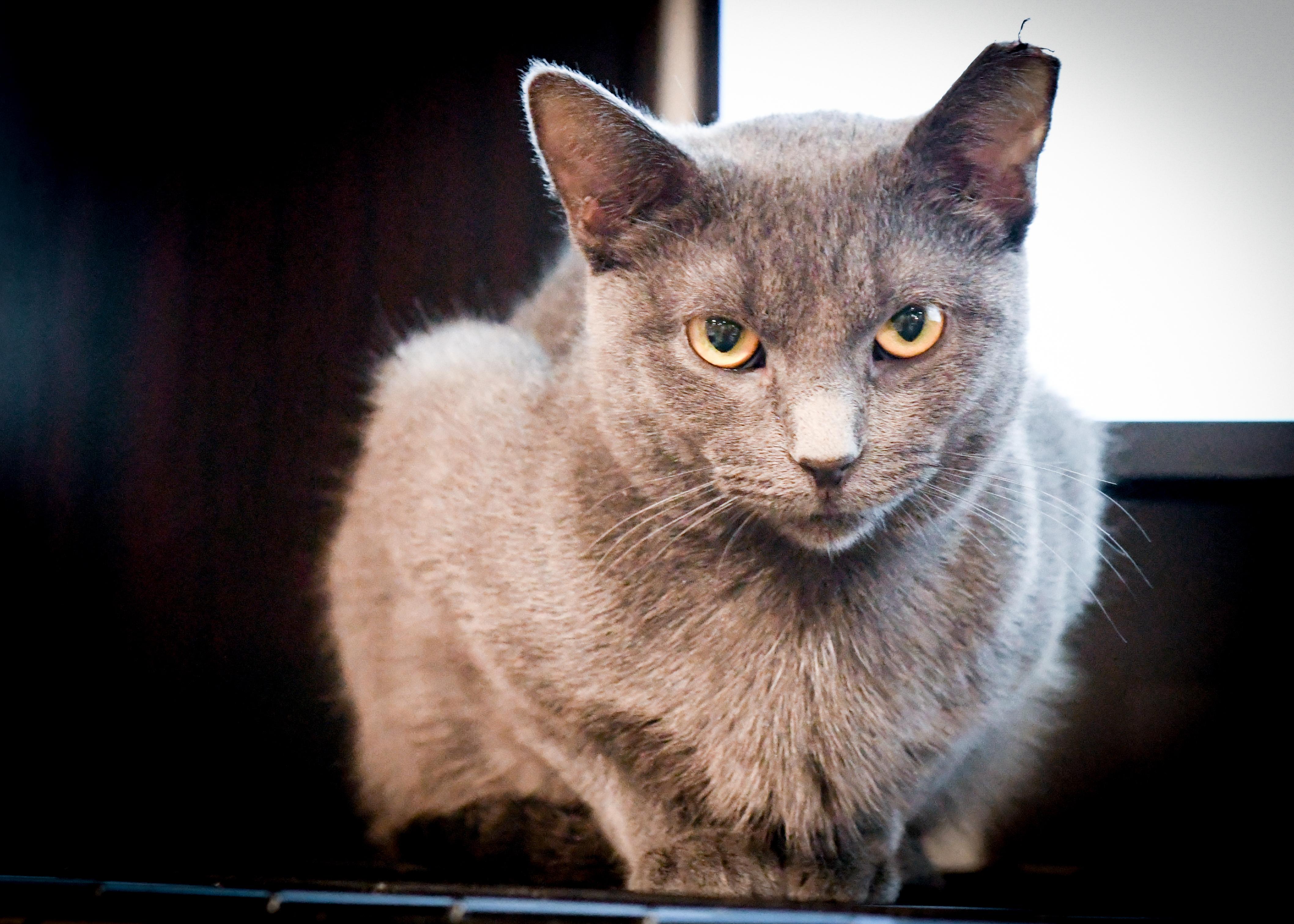 Enlarge Freya, a Adoptable Domestic Short Hair in Port Washington, WI image 3/6