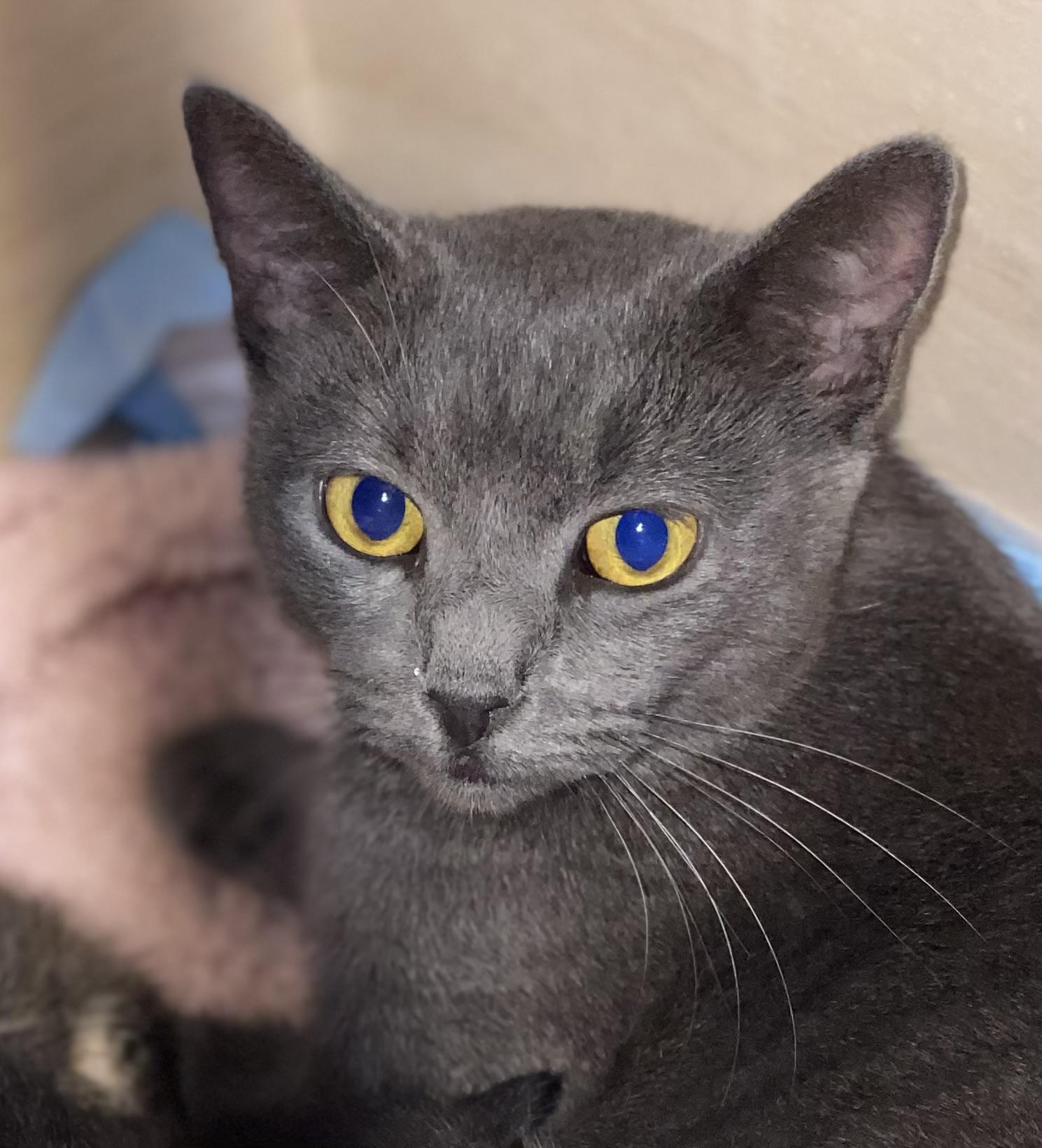 Enlarge Freya, a Adoptable Domestic Short Hair in Port Washington, WI image 1/1