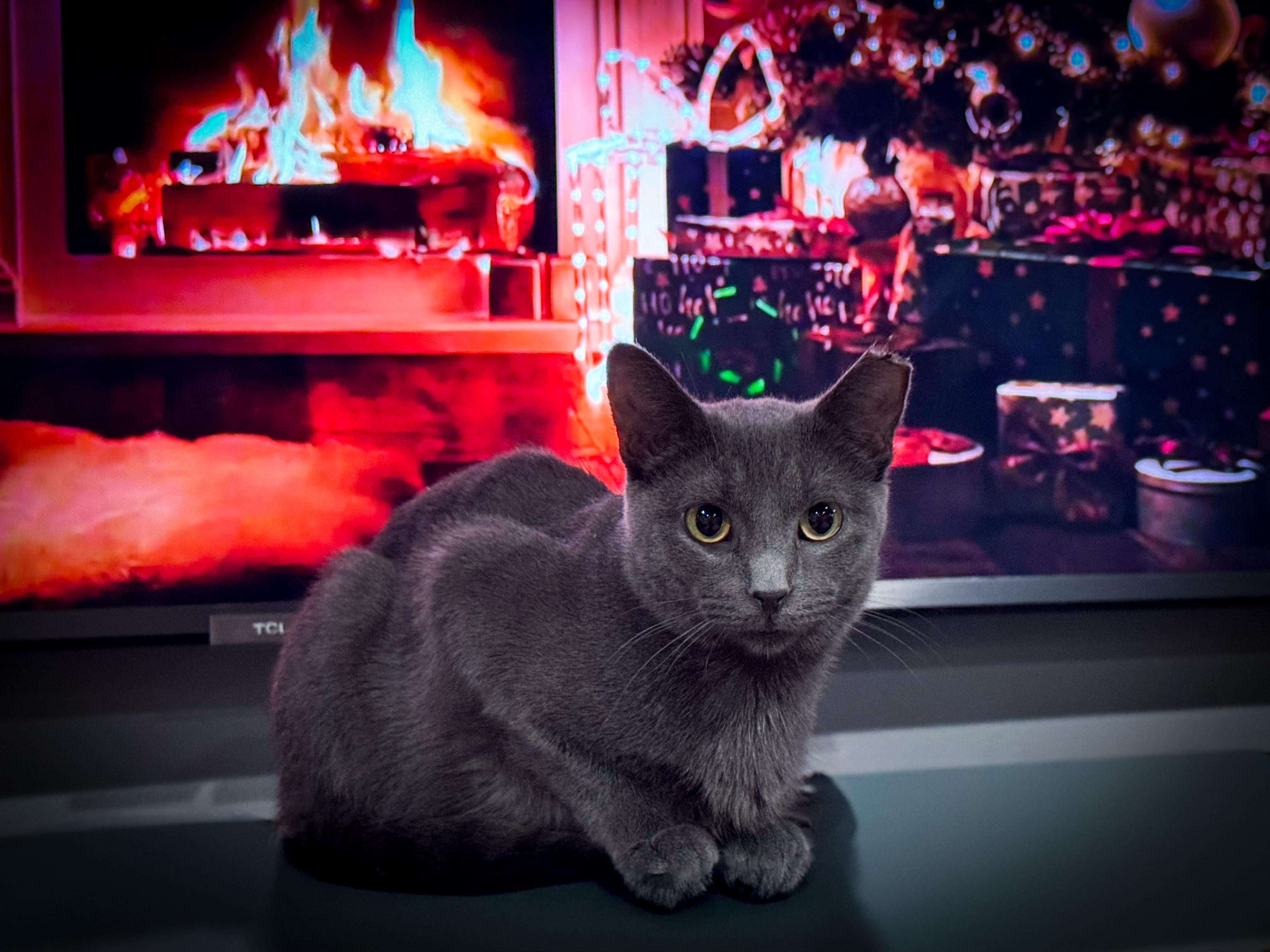 Enlarge Freya, a Adoptable Domestic Short Hair in Port Washington, WI image 4/6