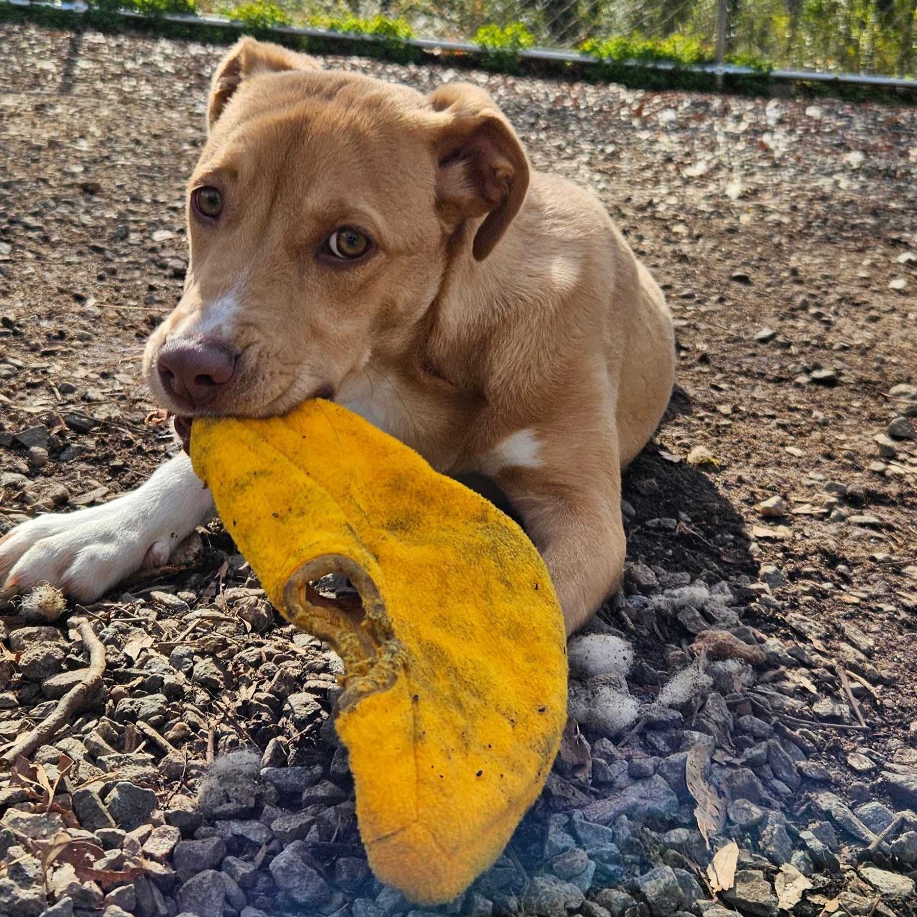 Enlarge Bunnie, a Adoptable mixed breed in Milledgeville, GA image 2/5
